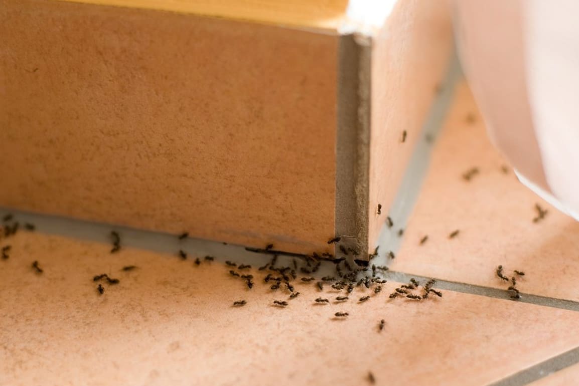 Infestations